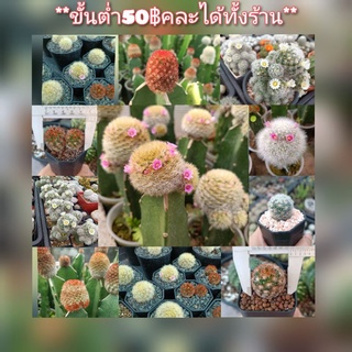 Mammillaria Carmenae/Laui คามิเน่/ลาวอ้าย ขนหลากสี แดง/ส้ม/ขาว