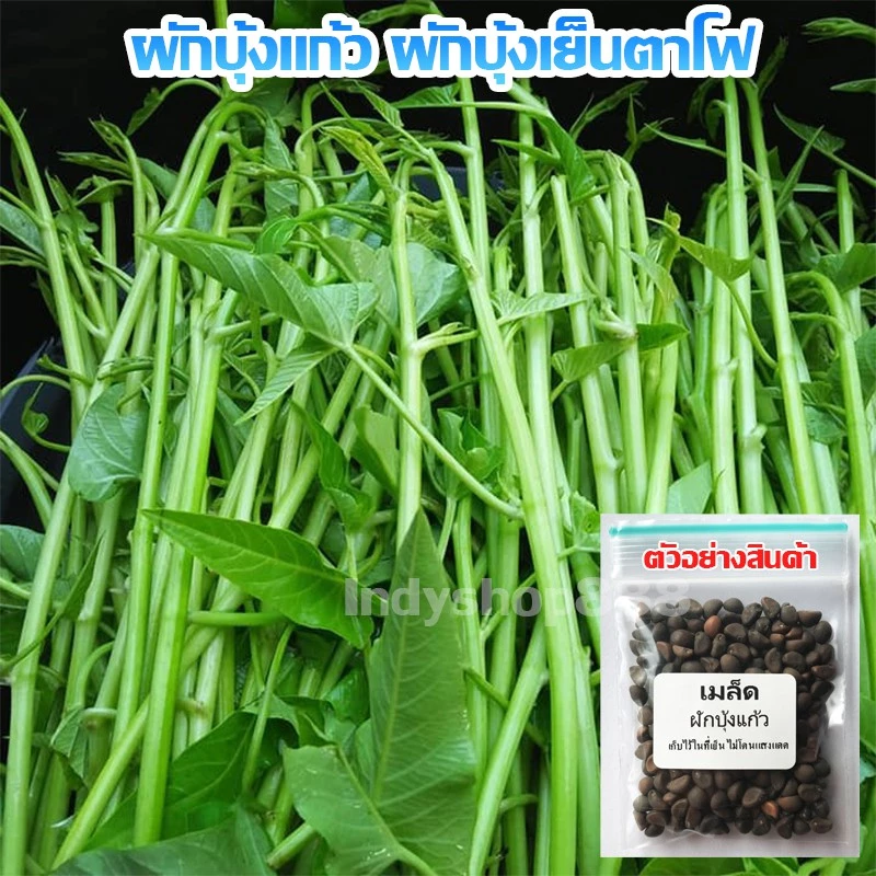 เมล็ด​พันธุ์​ ผักบุ้งแก้ว​ ผักบุ้งเย็นตาโฟ​ ผักบุ้งก๋วยเตี๋ยว​ 100 เมล็ด [10 แถม 1 คละได้]