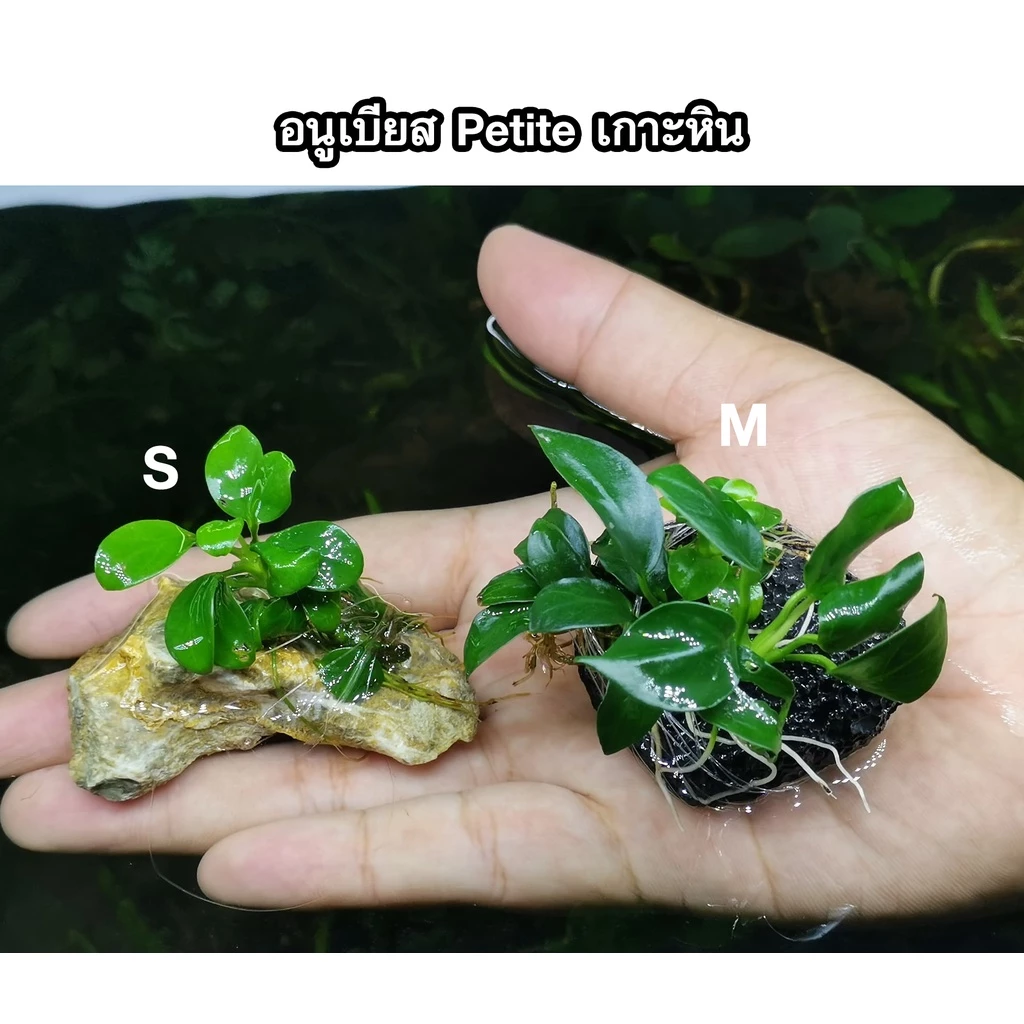 อนูเบียสเกาะหิน (Anubias) ต้นไม้น้ำ ไม้น้ำตู้ปลา ***กรุณาอ่านรายละเอียดก่อนสั่งซื้อ***