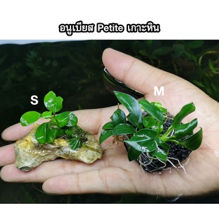 อนูเบียส​เกาะหิน​ (Anubias​) ต้นไม้น้ำ ไม้น้ำตู้ปลา ​ ***กรุณาอ่านรายละเอียดก่อนสั่งซื้อ***