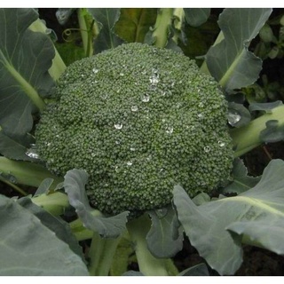 โตไว ปลูกง่าย ประเทศไทย พร้อมสต็อก เมล็ด บรอคโคลี Broccoli Seeds 200pcsเมล็ด เมล็ดพันธุ์ผัก คุณภาพดี ราคาถูก เมล็ดพันธุ์