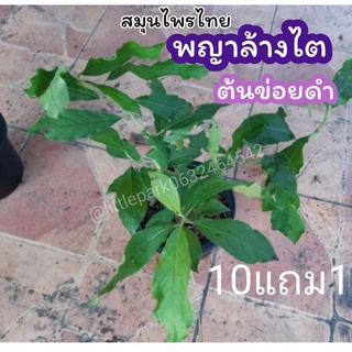 ต้นข่อยดำ​ พญาล้างไต​ ต้นไม้สมุนไพรไทย​ รักษา​ ตำรับยาไทย​ ดิน​ ปุ๋ย​ กระถาง​ แผนไทย