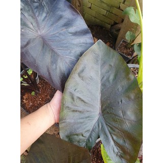 colocasia diamondheand หน่อสด💎💎