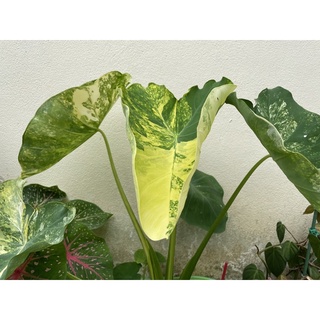 Colocasia Yellow Splash บอนนาญี่ปุ่นด่าง