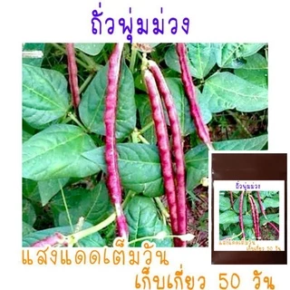 เมล็ด​พันธุ์​ ถั่วฝักยาวไร้ค้าง​ ถั่วพุ่ม​ สีม่วง​ 10เมล็ด​