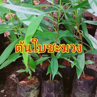 ต้นชะมวง ขนาด40-60 ชม.ถุงชำพร้อมลงดิน