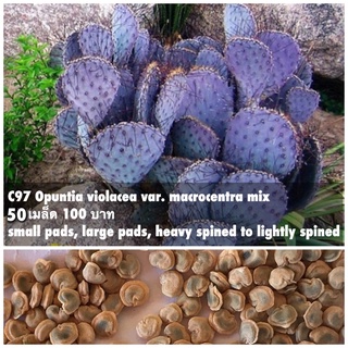 C97 Opuntia violacea var. macrocentra mix 50 เมล็ด 100 บาท