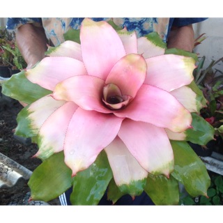 ต้นสับประรดสี Michi #สับประรดสี#bromeliad# ต้นไม้สวยงาม# ไม้ประดับ# ตกแต่งสวน# ปลูกตกแต่งบ้าน