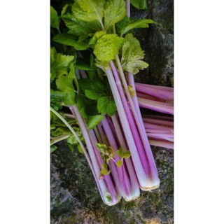 เมล็ดพันธุ์ คื่นฉ่าย สีชมพู ( pink celery seeds ) บรรจุ 80 เมล็ด