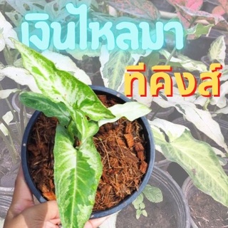 1 ต้น เงินไหลมาทรีคิง Syngonium Three King เงินไหลมา ไม้ฟอกอากาศ ส่งพร้อมกระถาง