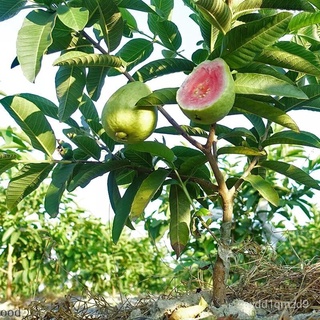 100เมล็ด/ซอง Guava seeds พันธุ์ไม้ผล ต้นผลไม้ พันธุ์ไม้ผล ต้นผลไม้ถูกๆ ต้นไม้ผลกินได้ Fruit Seeds เมล็ดพันธุ์ผัก ต้นไม้ม