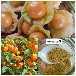 เมล็ดเคพกูสเบอร์รี่  (Cape Gooseberry) -โทงเทงฝรั่ง 1 ซอง บรรจุ 100 เมล็ด