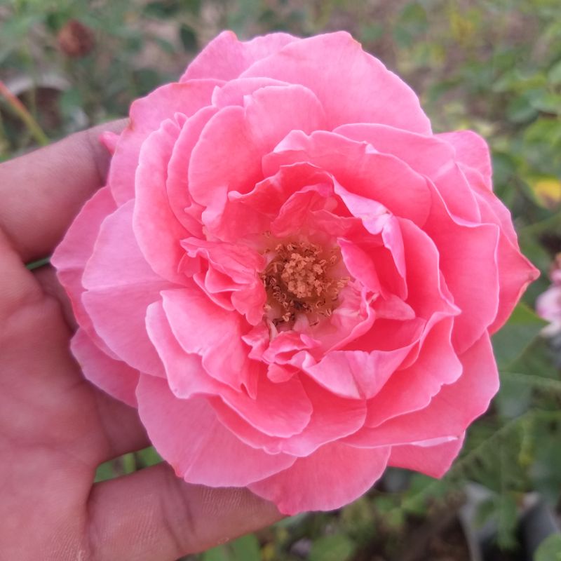 กุหลาบพุ่ม"Camelot" ไม้เก่าปี1964 สีส้มโอรส ปลูกกลางแดดสีออกส้มสดไม้ตัดดอก