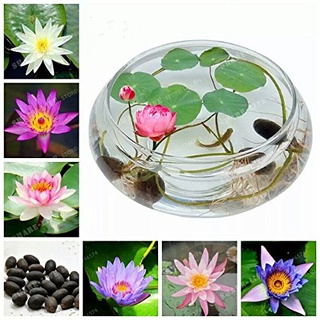 7 เมล็ด เมล็ดบัว คละสี ดอกเล็ก สายพันธุ์เมล็ดบัว ดอกบัว Lotus seeds