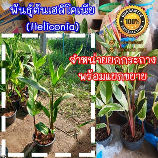 ต้นพันธุ์เฮลิโคเนีย (Heliconia) ลายฟอริด้า จำหน่ายยกกระถาง มีประกันระหว่างขนส่ง พร้อมจัดส่ง(จำกัด1กล่อง/1กระถาง)