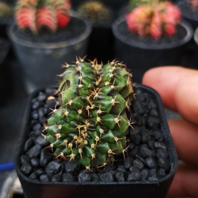 LB2178 Hybrid Cristata คริส