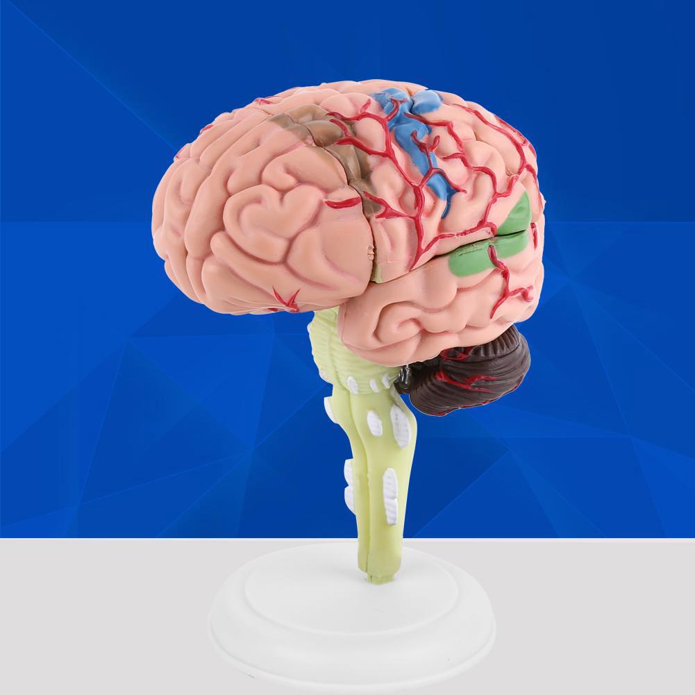 New 4D Disassembled Anatomical Human Brain Model Anatomy Medical Teaching Tool RLHV