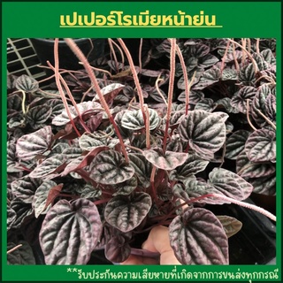 เปเปอร์โรเมียหน้าย่น สีแดง อมม่วง (Pepperomia Caperata Red Luna) ไม้ฟอกอากาศ ไม้ประดับ