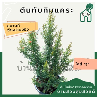 ทับทิมแคระ กระถาง 11 นิ้ว