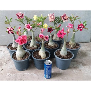 12 เมล็ด เมล็ดพันธุ์ ชวนชม สายพันธุ์ฮอลแลนด์ คละสี Adenium Seeds