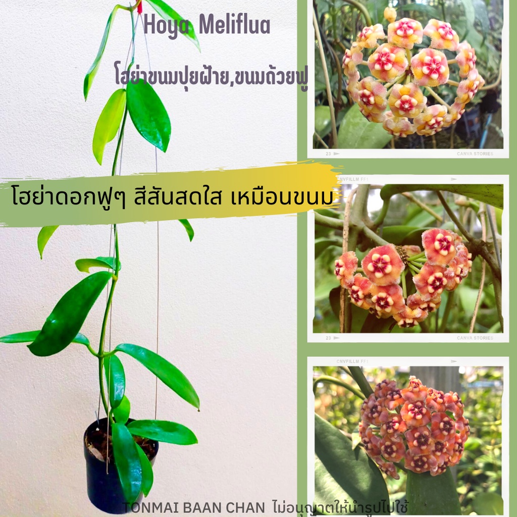 Hoya Meliflua โฮย่าขนมปุยฝ้าย โฮย่าขนมถ้วยฟู ไม้ดอกแขวนประดับ สีดอกผกผันตามสภาพอากาศ