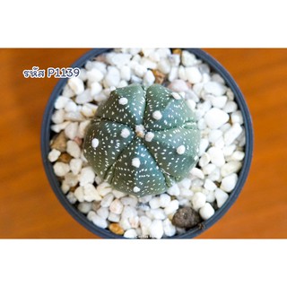 แคคตัส แอสโตรไฟตั้ม แอสทีเรียส นูดั้ม ฟุคุเรียว (Astrophytum asterias nudum fukuryu)