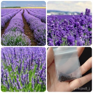 （อัตราการปลูกสูง）100% เมล็ดพันธุ์ลาเวนเดอร์ Lavender 200 เมล็ด เมล็ดดอกไม้สวย ต้นไม้มงคล Flower Seeds Plant Garden Bonsa