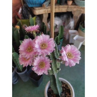 แคคตัส cactus หน่อเด็ดสด echinopsis first kiss ขนาด 2.2 - 3.2 ซม. สีชมพูสวยมาก ดอกดก