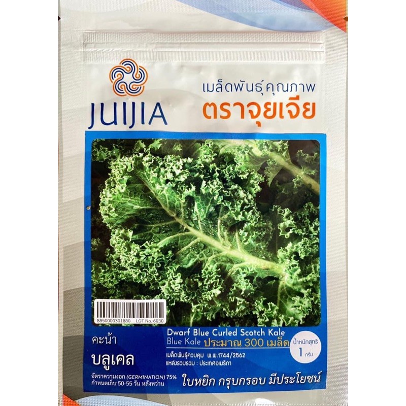 จุยเจีย เมล็ด เคลใบหยิก blue kale (ประมาณ 300-500 เมล็ด )