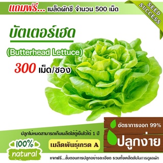 อินทรีย์ ต้น ดอก/เมล็ดผักบัตเตอร์เฮด จำนวน300-400เมล็ด อัตราการงอก95% (แถมฟรี!!!เมล็ดดอกทานตะวัน) ปลูกง่าย เมล็ดคุณภ VHA