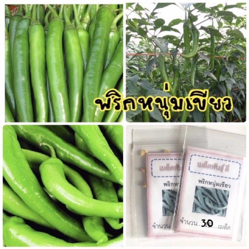 เมล็ดพันธุ์ พริกหนุ่มเขียว 30 เมล็ด พริกหนุ่ม พริก (ซื้อ 10 แถม 1 คละอย่างได้)