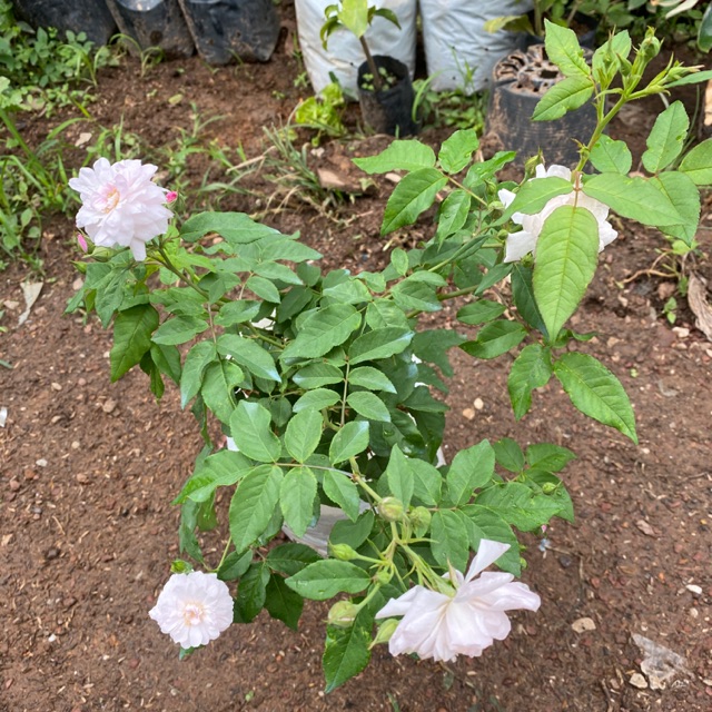 กุหลาบพันธุ์บัชนอยดอกหอม