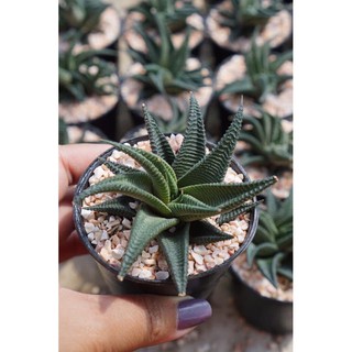 ม้าเวียน Haworthia limifolia marloth