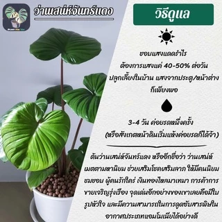 ❤️ต้นว่านเสน่ห์จันทร์แดง King of Hearts 60-70 Cm. พร้อมกระถาง+จานรอง+เม็ดPopper+ขาตั้ง (ต้นไม้ฟอกอากาศ)
