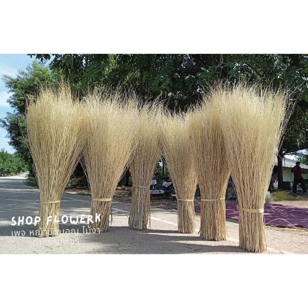 หญ้าขัดมอญ ฟอกขาว หญ้าขัดมอญลอกเปลื่อก ต้นไม้งา ดอกไม้แต่งร้าน ตกแต่งสวน ตกแต่งคาเฟ่ ตกแต่งร้านอาหาร โรงแรม 1กิโลกรัม