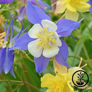 เมล็ดพันธุ์ โคลัมไบน์ aquilegia vulgaris var. stellata columbine barlow 50 เมล็ด เมล็ดพันธุ์นำเข้าจาก อังกฤษ