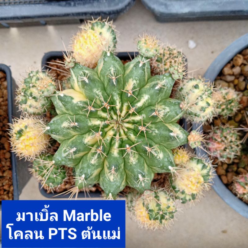 ยิมโนด่างมาเบิ้ล Marble cactus ชำหน่อ