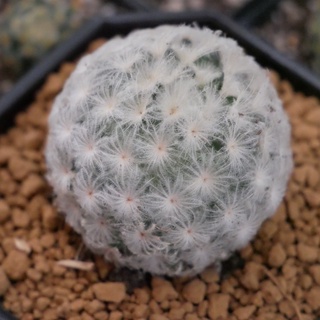 แคคตัส แมมมิลาเรีย ขนนกขาว หรือแมมขนนกขาว (Mammillaria plumosa)