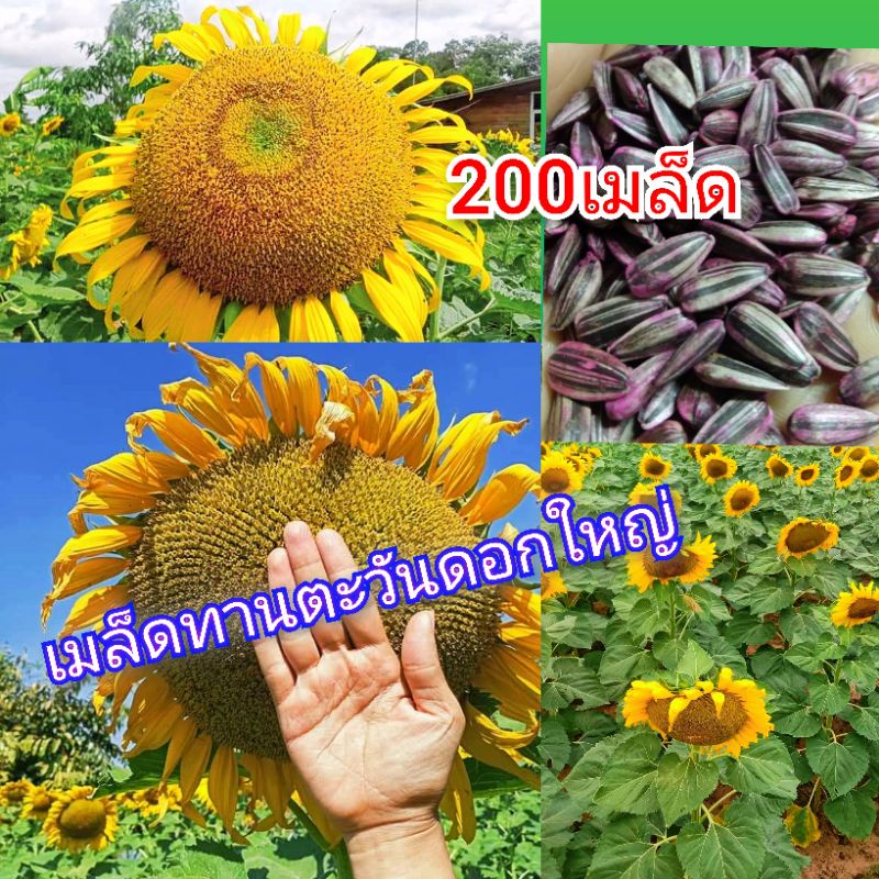 เมล็ดพันธุ์ ทานตะวัน 200 เมล็ด ปลูกโชว์ดอกใหญ่เหลืองสวยงาม ทนแล้ง ให้ผลผลิตสูง
