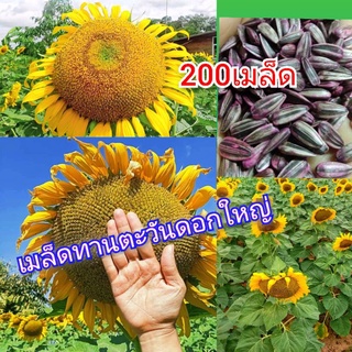 เมล็ดพันธุ์ ทานตะวัน 200 เมล็ด ปลูกโชว์ดอกใหญ่เหลืองสวยงาม ทนแล้ง ให้ผลผลิตสูง