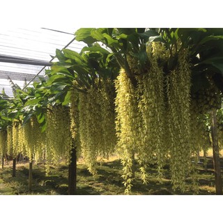 เอื้องสายเสริด (Coelogyne)  มีกลิ่นหอม