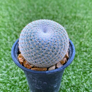 Mammilaria microthele แมมนกฮูก M002