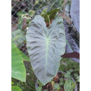 colocasia aloha หน่อสด☘☘