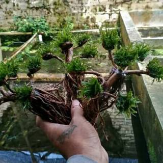 Bonsay aquascape low co2  udh rimbun ukuran 15_20cm tanaman aquascape