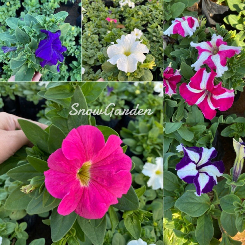 ต้นพิทูเนีย มีหลายสี ขนาดถุง ดอกใหญ่ พิทูเนีย ไม้ดอกไม้ประดับกลางแจ้ง