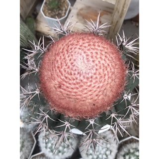 เมโลแคคตัส กระถาง4”นิ้ว melocactus Amoenus