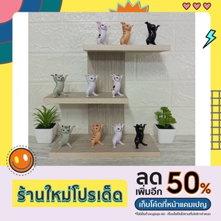 ชั้นวางของของมินิมอล minimal shelf วางโมเดล แคคตัส ต้นไม้ขนาดเล็ก วางของโชว์(ลูกค้าประกอบเอง