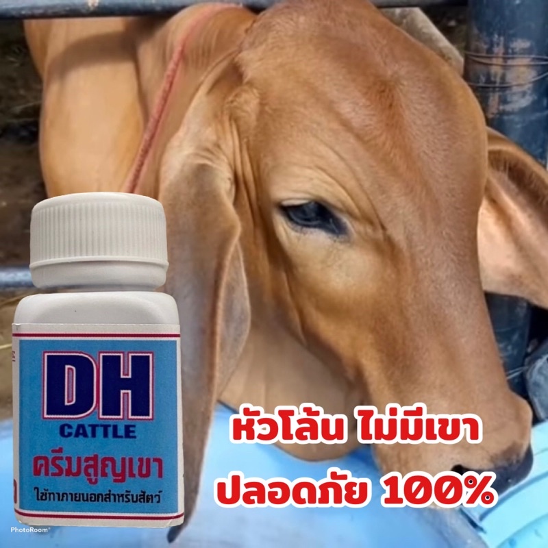 ครีมสูญเขา ครีมทาเขาวัว DH สำหรับสูญเขาวัวแรกเกิด ทาแล้วเขาไม่ขึ้น100% ปลอดภัย ไม่อันตรายกับน้องวัว
