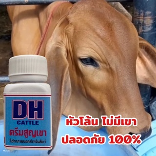 ครีมสูญเขา ครีมทาเขาวัว DH สำหรับสูญเขาวัวแรกเกิด ทาแล้วเขาไม่ขึ้น100% ปลอดภัย ไม่อันตรายกับน้องวัว