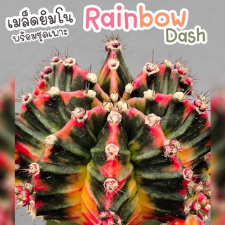 ชุดเพาะเมล็ด 🌈 Rainbow Dash 🌈 (Rainbow Dash ผสม LB2178) 🌵กระบองเพชร/แคคตัส 🌵